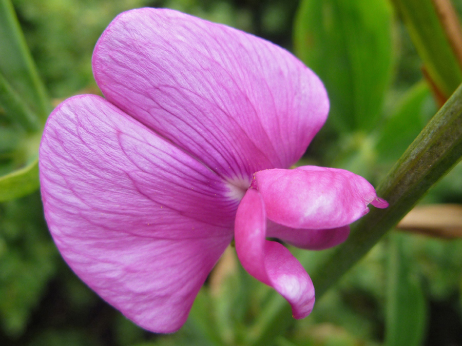 Wide banner petal