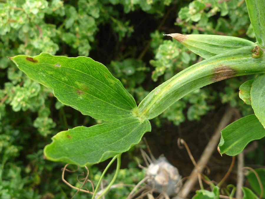 Stem and leaves