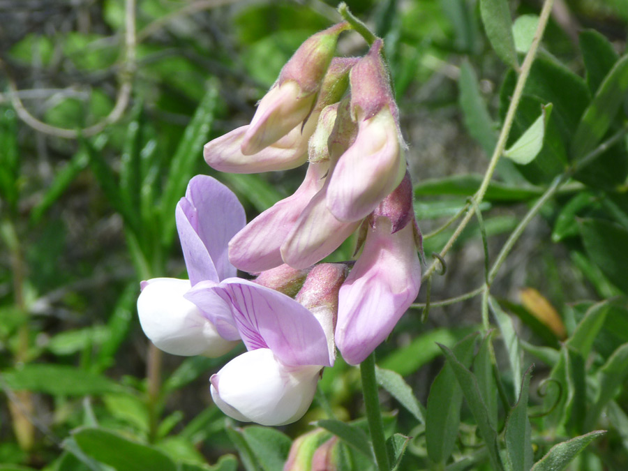 Flowers and buds