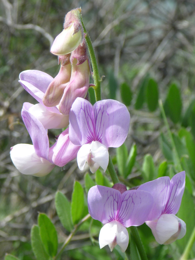 Flower cluster