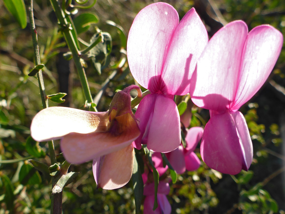 Three flowers