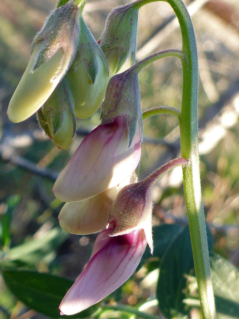 Pendent buds