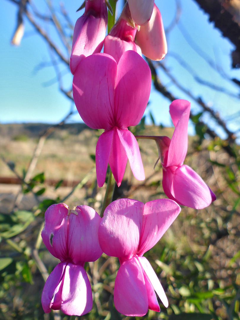 Bright pink flowers