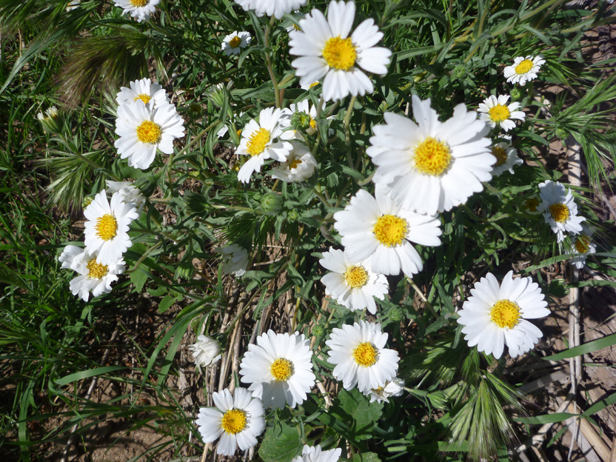 Flower cluster