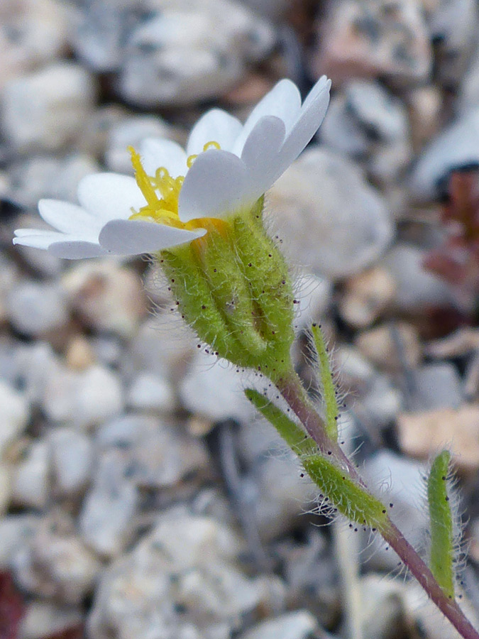 Glandular phyllaries