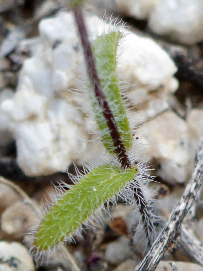 Hairy stem