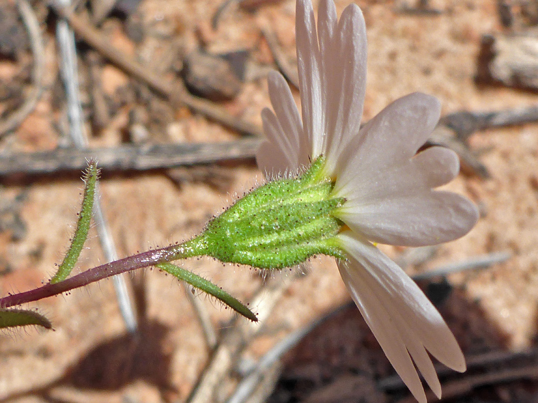 Glandular phyllaries