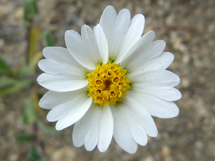 Eight-petaled flower