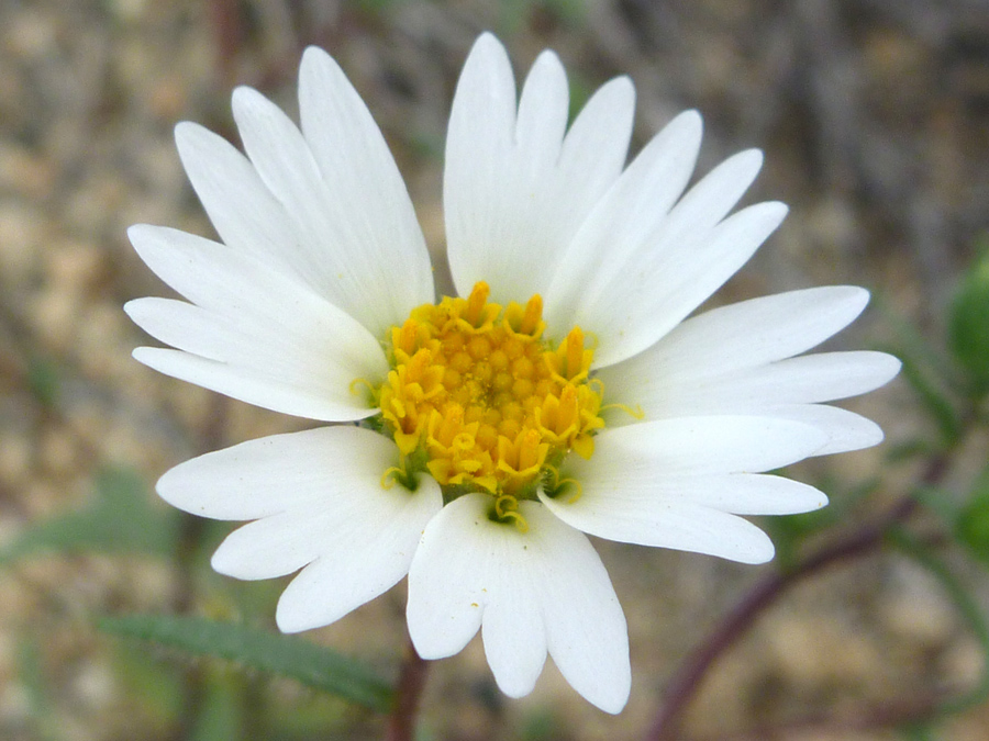 White flowerhead