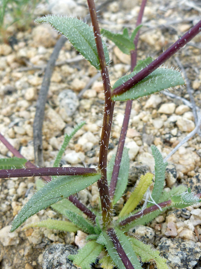 Prickly stems