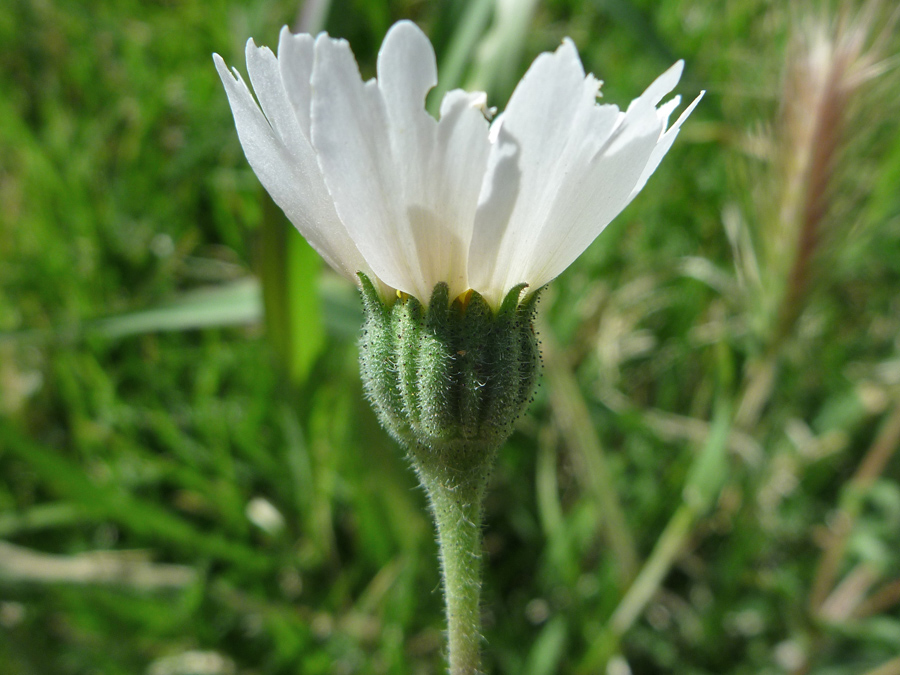 Green phyllaries