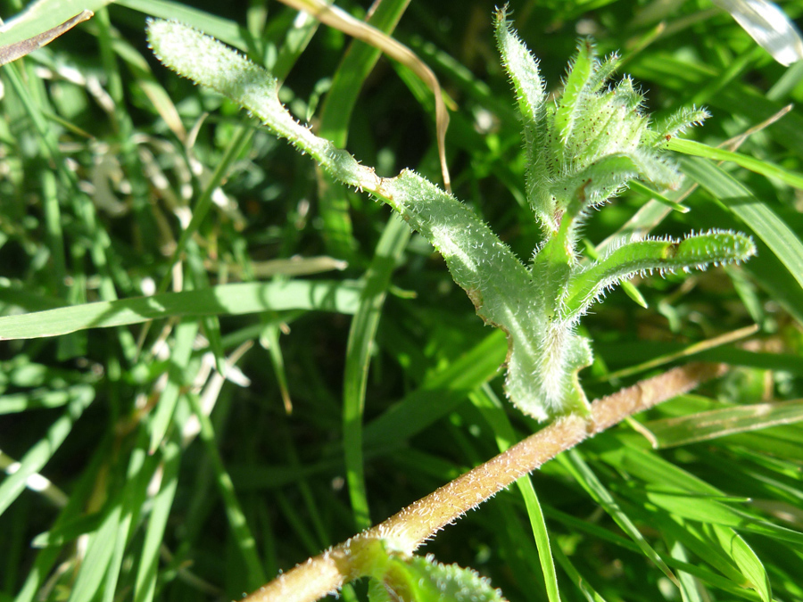 Hairy leaves