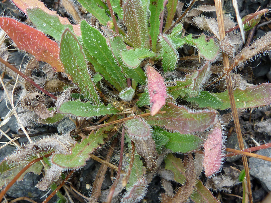 Bristly leaves