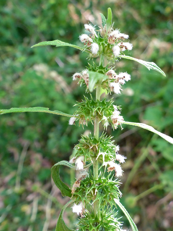 Flowers and bracts