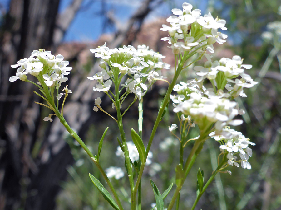 Flower clusters