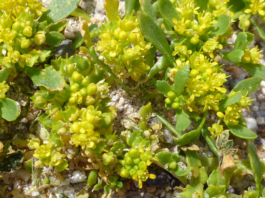 Buds and flowers