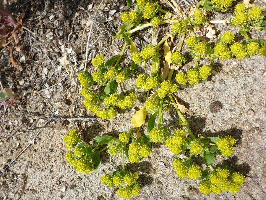 Flower clusters