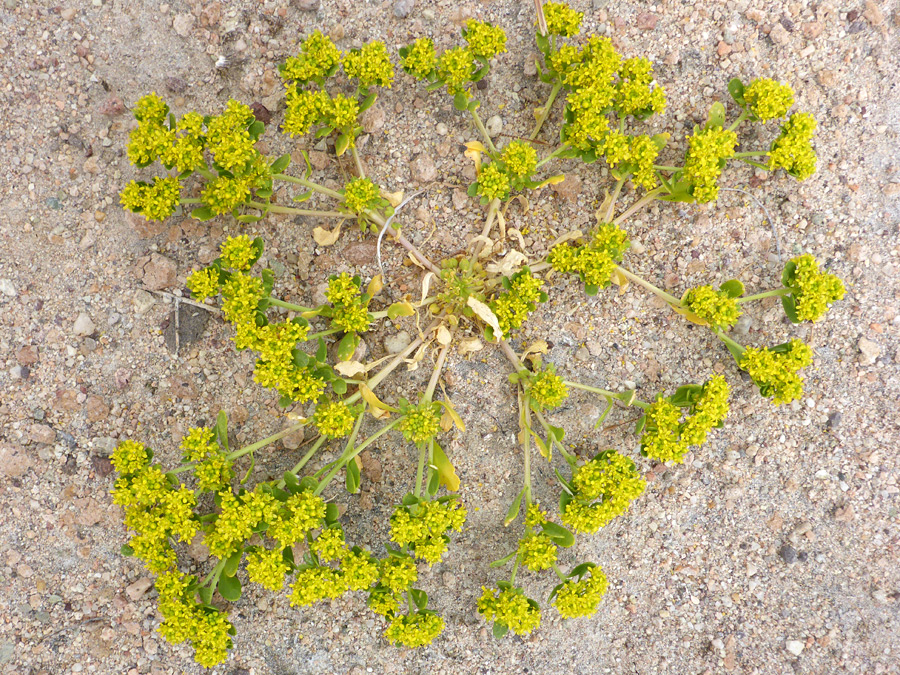 Branched stems