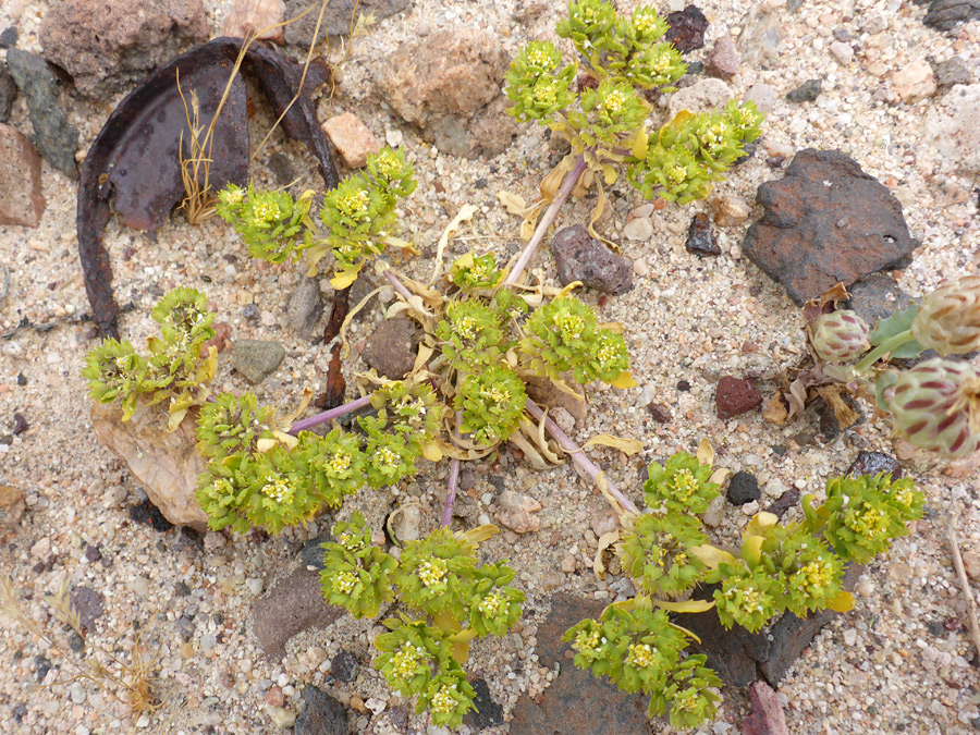 Plant on sand