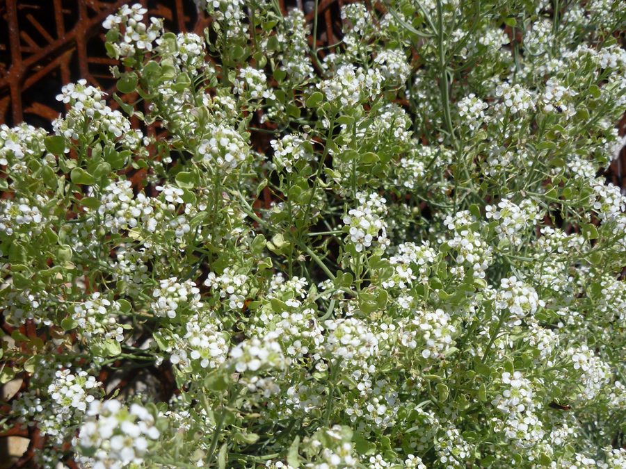 Many flowers