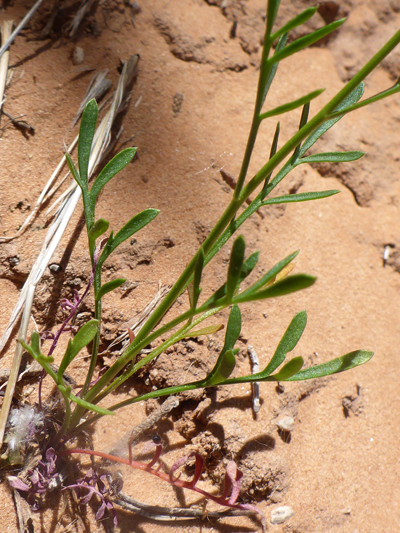 Pinnate leaves