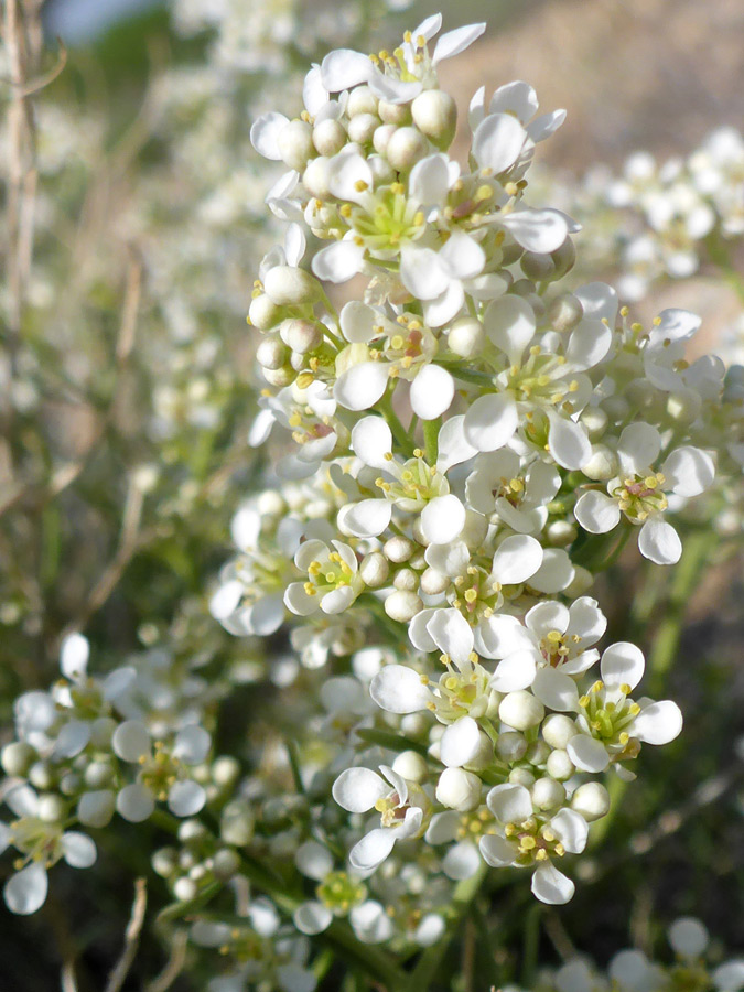 Elongated flower cluster