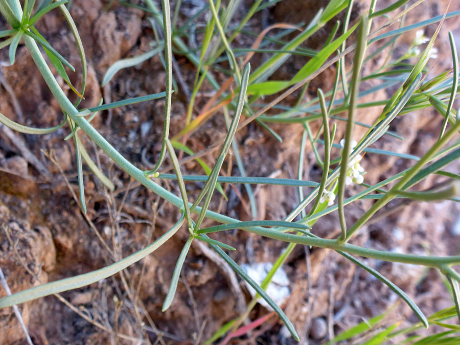 Linear leaves