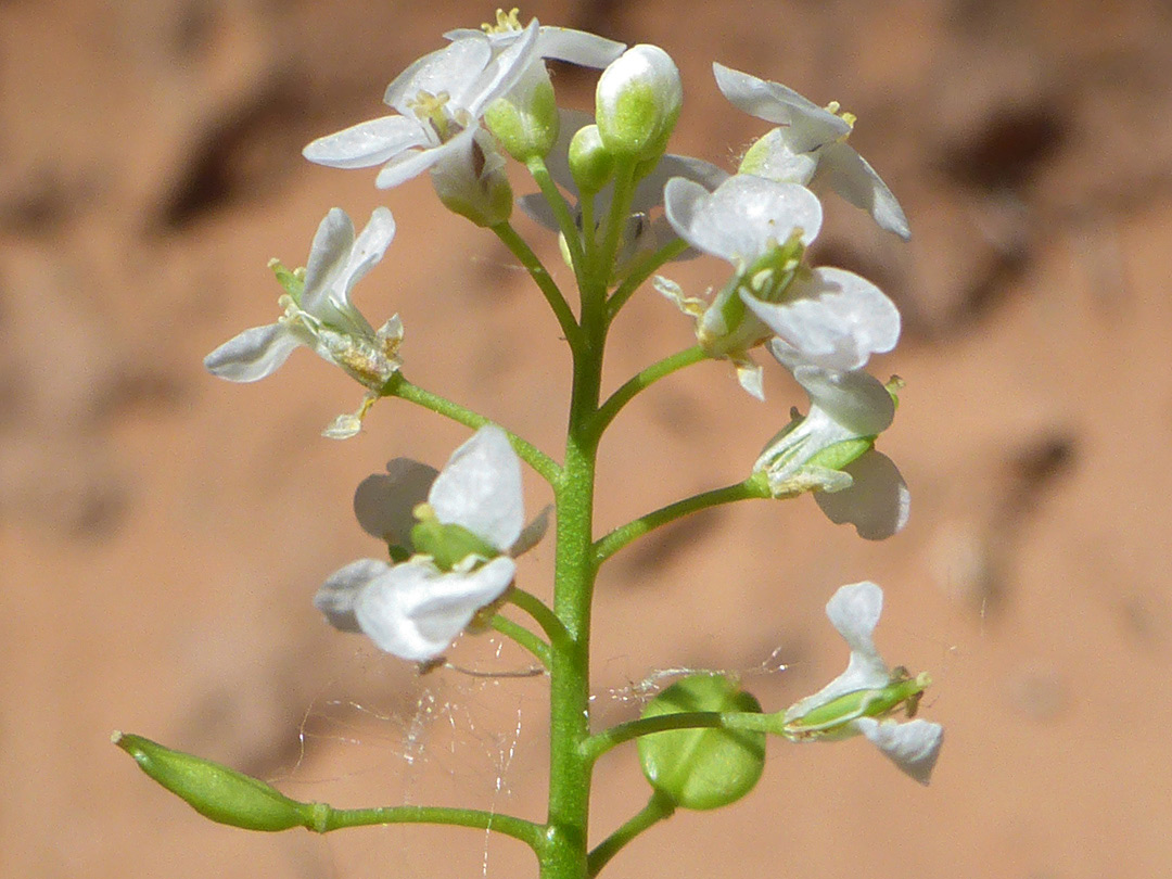 Spreading flowers