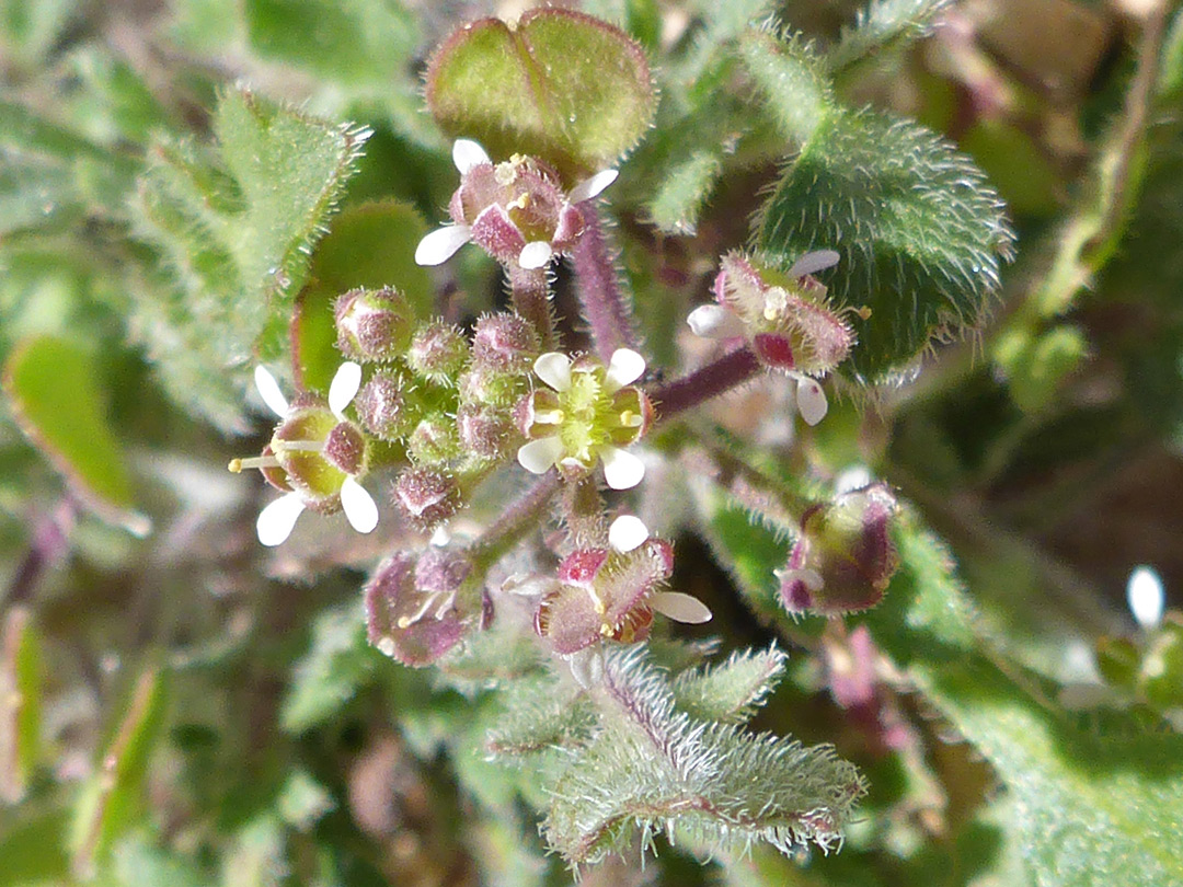 Tiny white petals