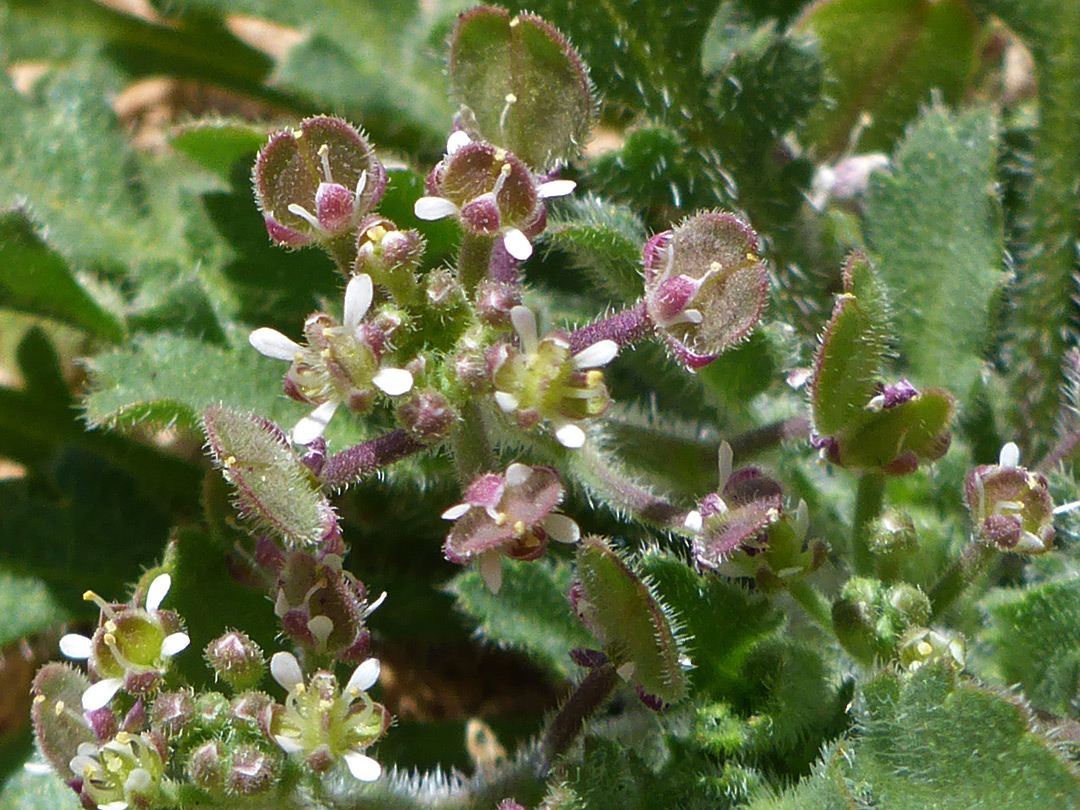 Flowers, fruits and leaves