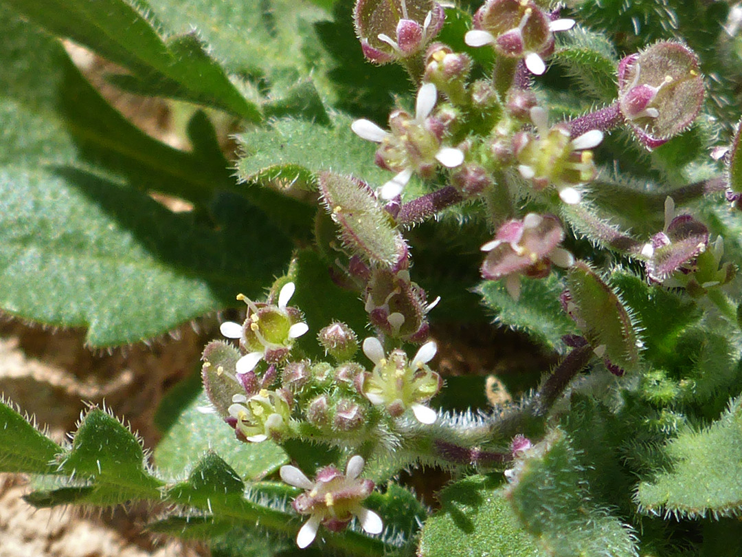 Hairy inflorescence