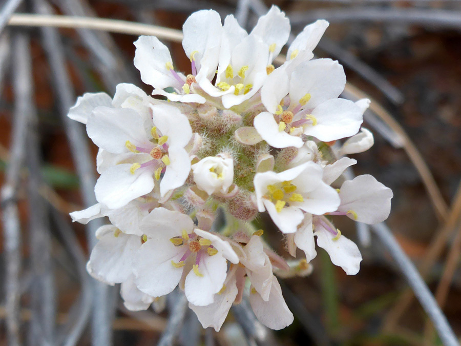 Hairy calyces