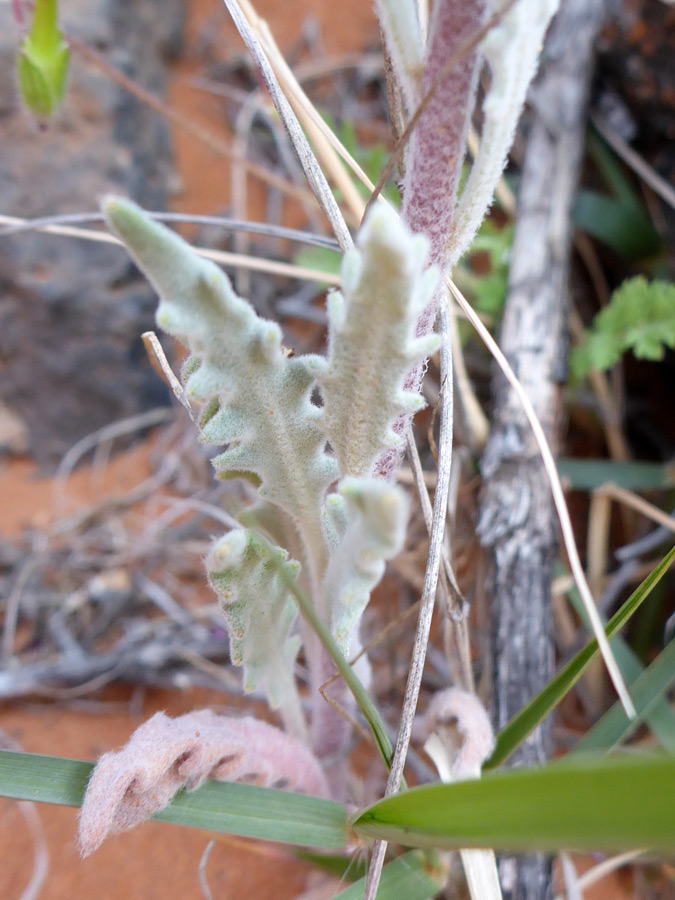 Pinnate leaves