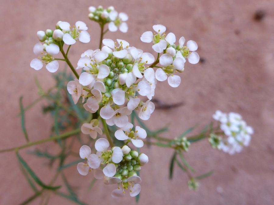 Flower cluster