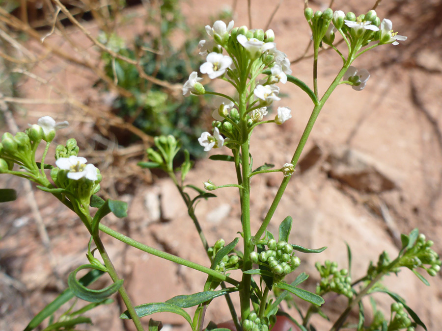 Upper stems