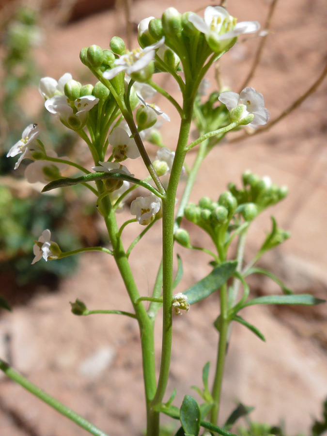 Flowers and buds