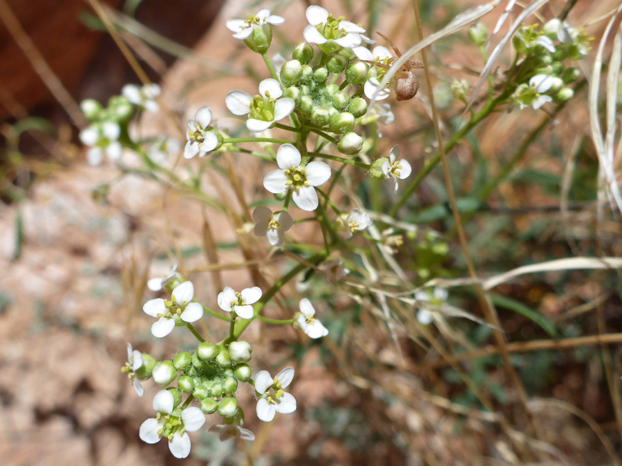 Small white flowers