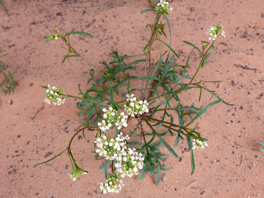 Flowering stems