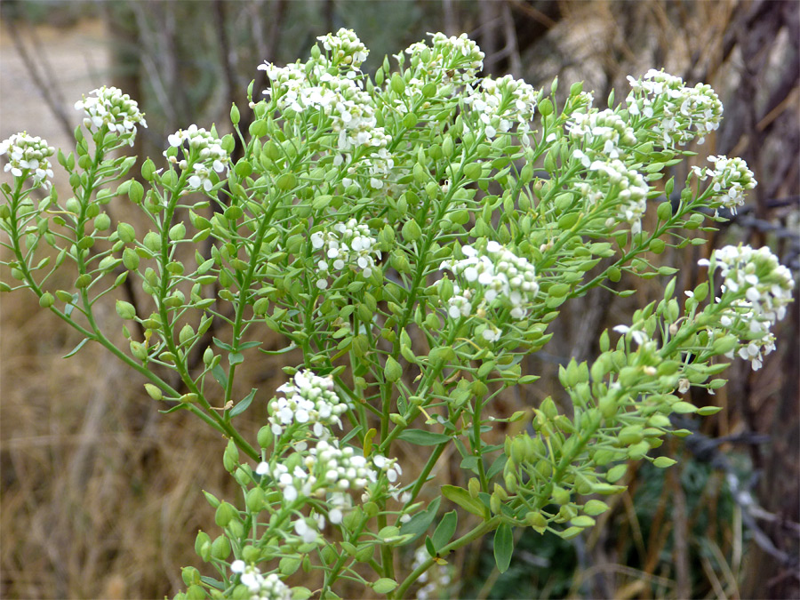 Flowers and seed pods