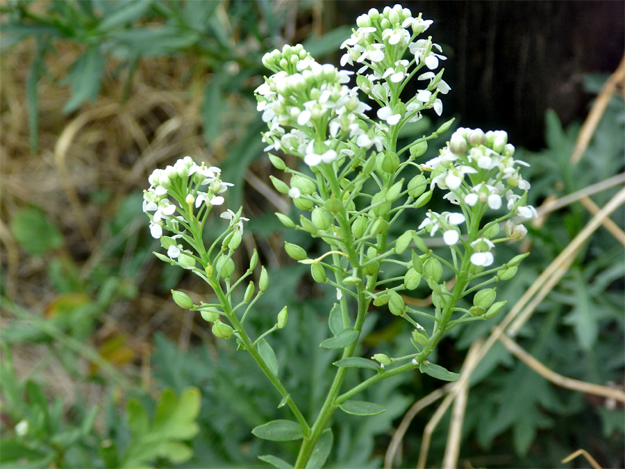 Branched stem