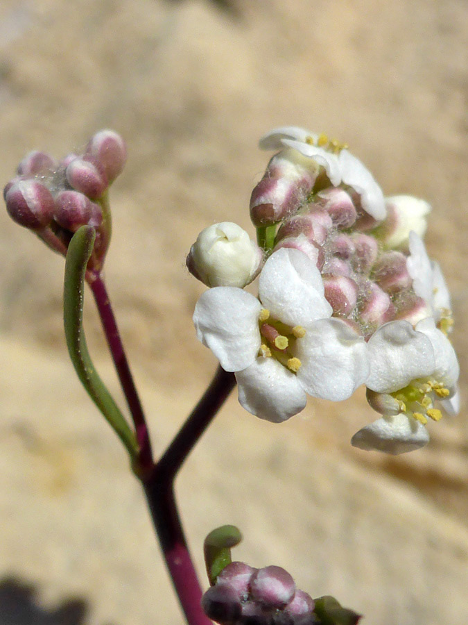 Purple buds and stem