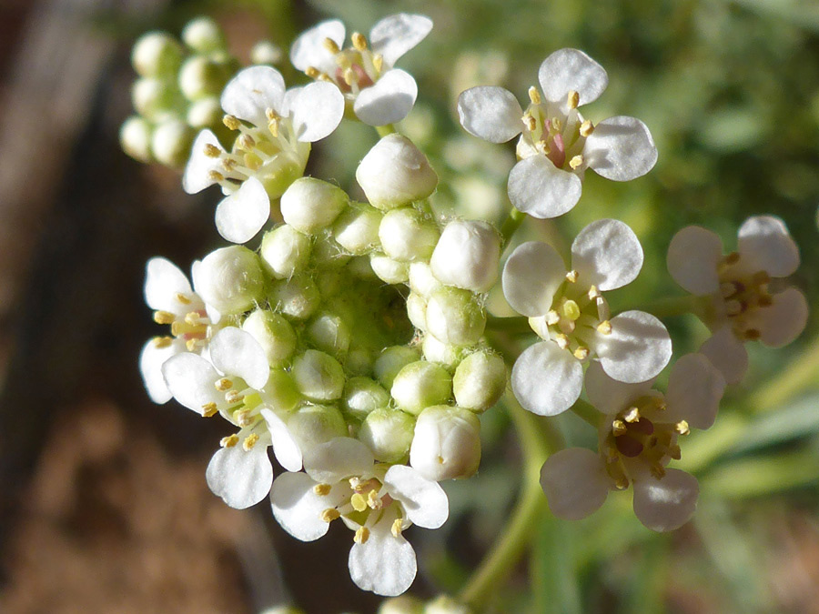 Buds and flowers