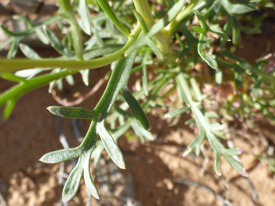 Pointed leaf lobes