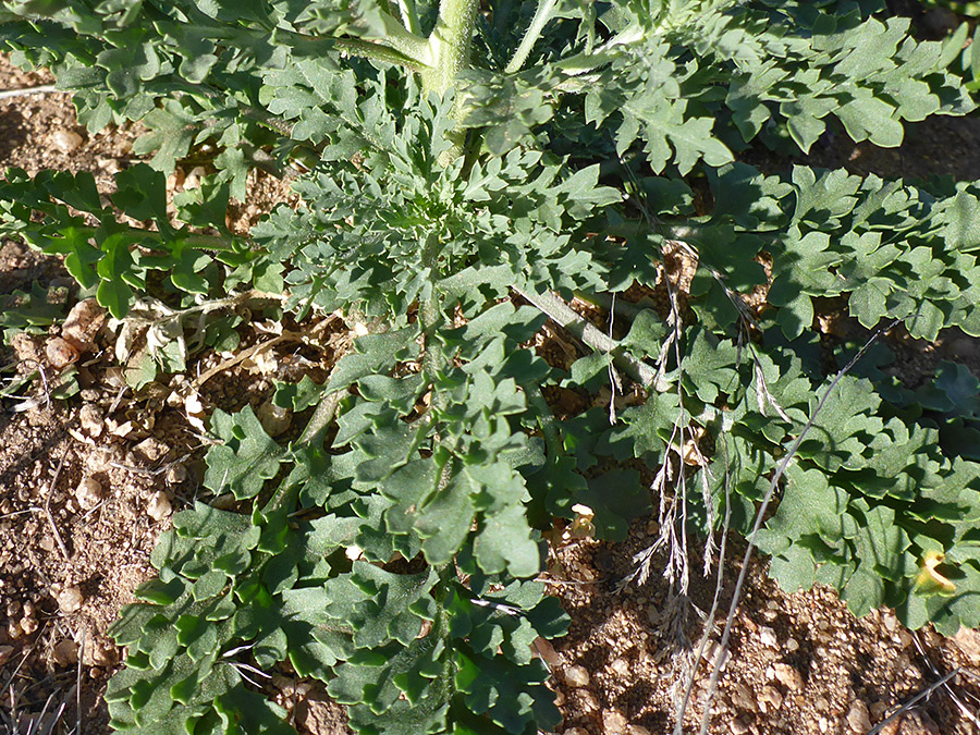 Divided, lobed leaves