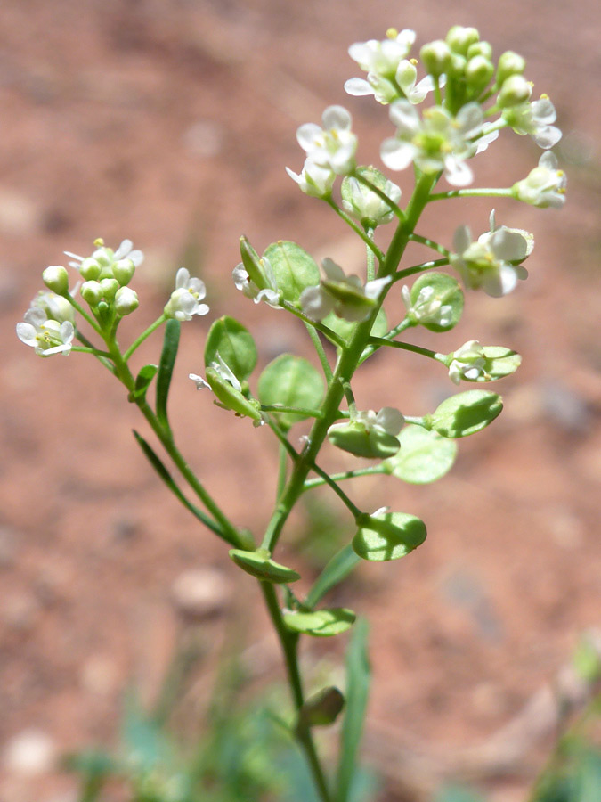 Flowers and pods