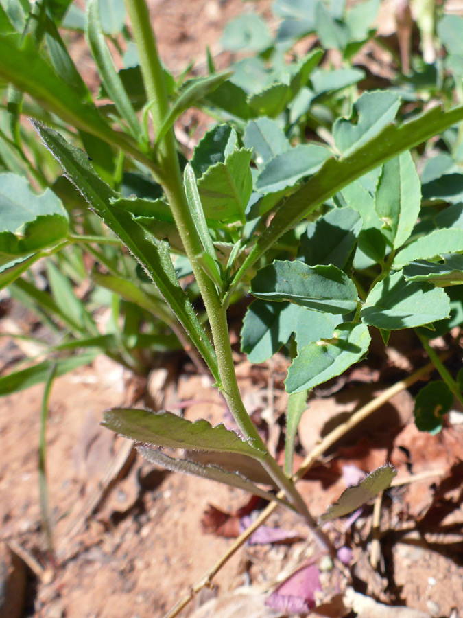 Lower stem leaves