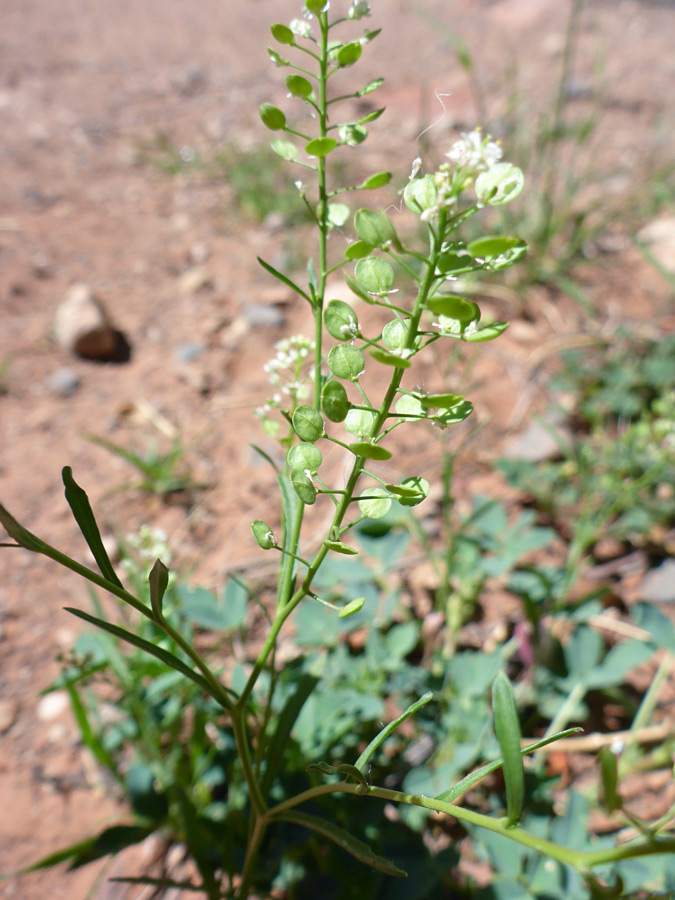 Flowers and leaves