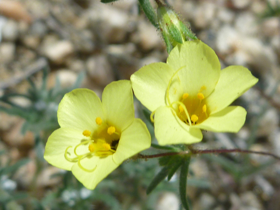 Two yellow flowers