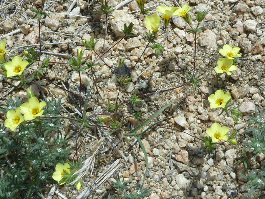 Flowers and stems