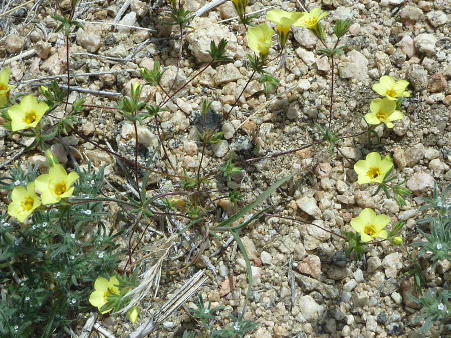 Flowers and stems